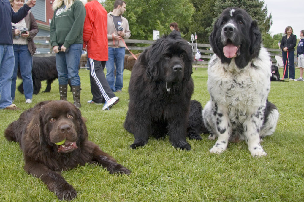 what-is-the-average-weight-of-a-newfoundland-dog