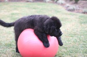 do newfoundlands shed a lot?