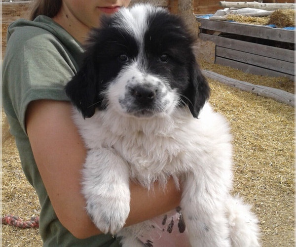 Newfoundland Great Pyrenees Mix Breed information