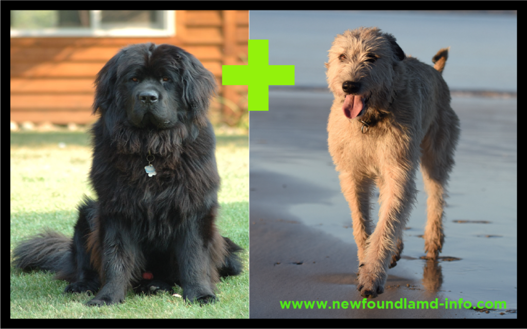 Newfoundland Irish Wolfhound mix Breed Information