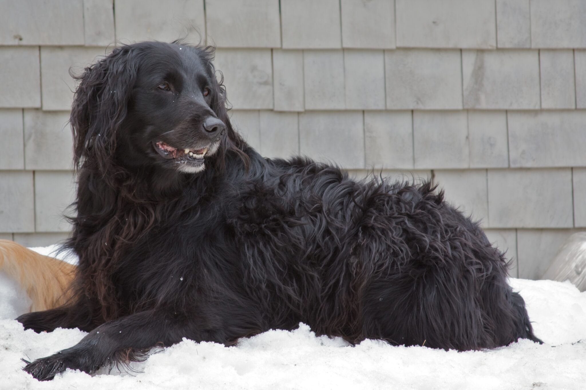 39+ Golden Newfie Newfoundland Golden Retriever Mix Photo - Codepromos