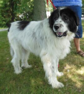 Newfoundland Great Pyrenees Mix Breed information