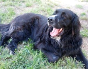 Newfoundland Irish Wolfhound mix Breed Information