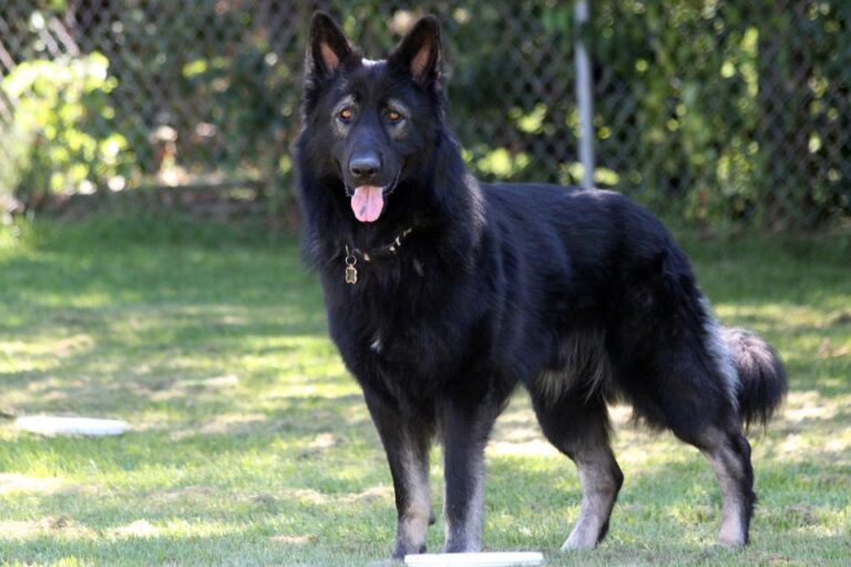 Newfoundland German shepherd Mix Breed Information