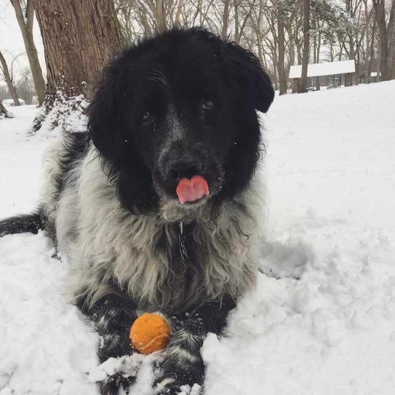 Newfoundland Great Pyrenees Mix Breed information