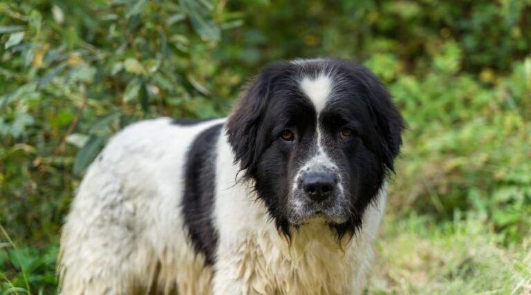 Newfoundland Saint Bernard Mix Breed Information