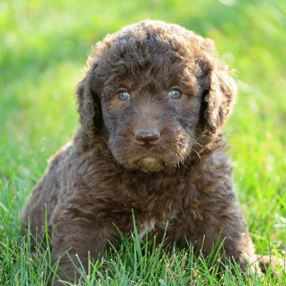 Newfoundland Poodle Mix Breed Information