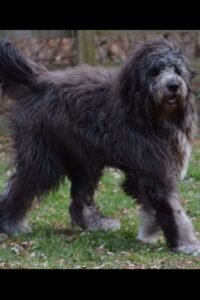 komondor breeds fleece briards